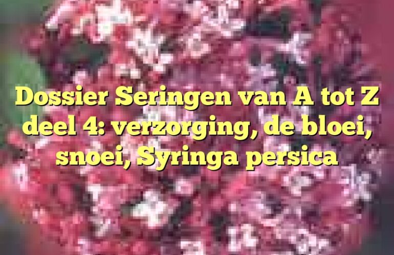 Dossier Seringen van A tot Z deel 4: verzorging, de bloei, snoei, Syringa persica