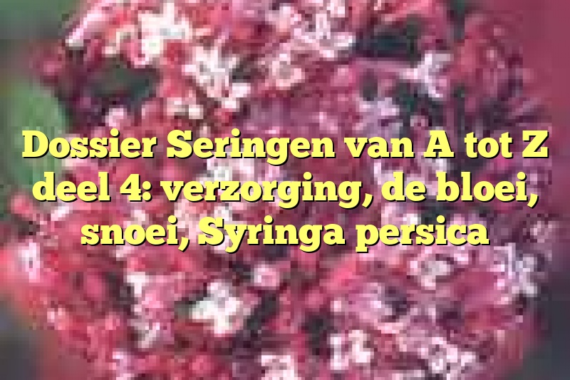 Dossier Seringen van A tot Z deel 4: verzorging, de bloei, snoei, Syringa persica