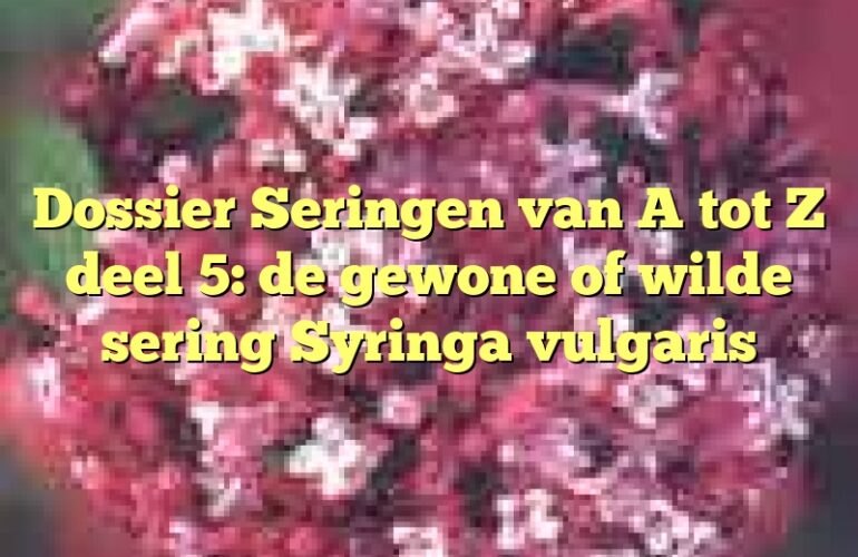 Dossier Seringen van A tot Z deel 5: de gewone of wilde sering Syringa vulgaris