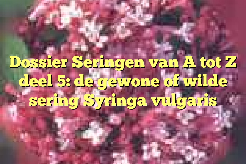 Dossier Seringen van A tot Z deel 5: de gewone of wilde sering Syringa vulgaris