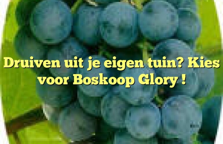 Druiven uit je eigen tuin? Kies voor Boskoop Glory !