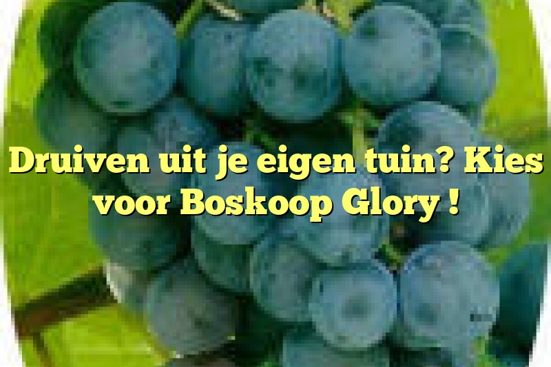 Druiven uit je eigen tuin? Kies voor Boskoop Glory !