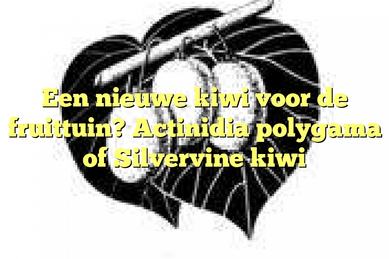 Een nieuwe kiwi voor de fruittuin? Actinidia polygama of Silvervine kiwi