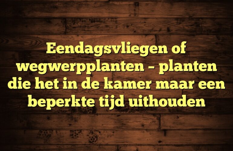 Eendagsvliegen of wegwerpplanten – planten die het in de kamer maar een beperkte tijd uithouden