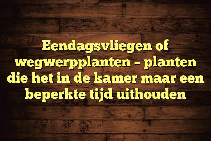 Eendagsvliegen of wegwerpplanten – planten die het in de kamer maar een beperkte tijd uithouden