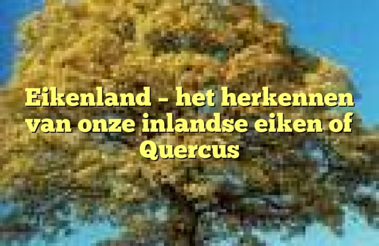 Eikenland – het herkennen van onze inlandse eiken of Quercus