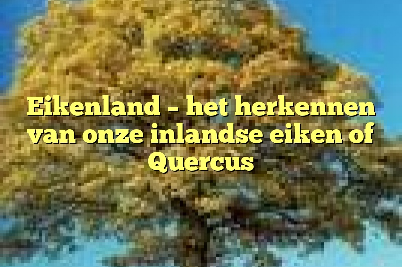 Eikenland – het herkennen van onze inlandse eiken of Quercus