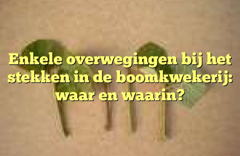 Enkele overwegingen bij het stekken in de boomkwekerij: waar en waarin?