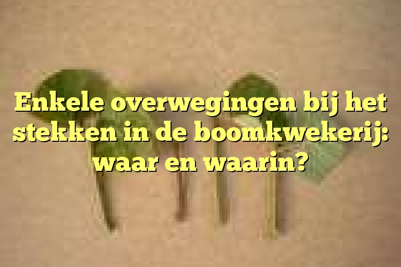 Enkele overwegingen bij het stekken in de boomkwekerij: waar en waarin?