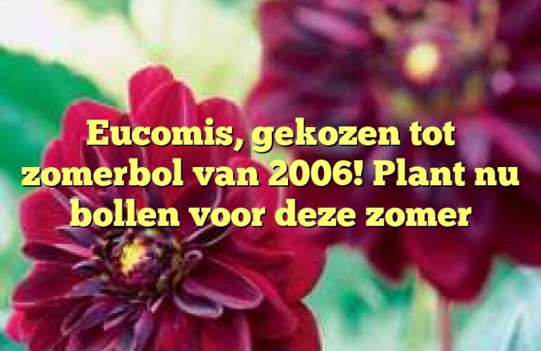 Eucomis, gekozen tot zomerbol van 2006!  Plant nu bollen voor deze zomer