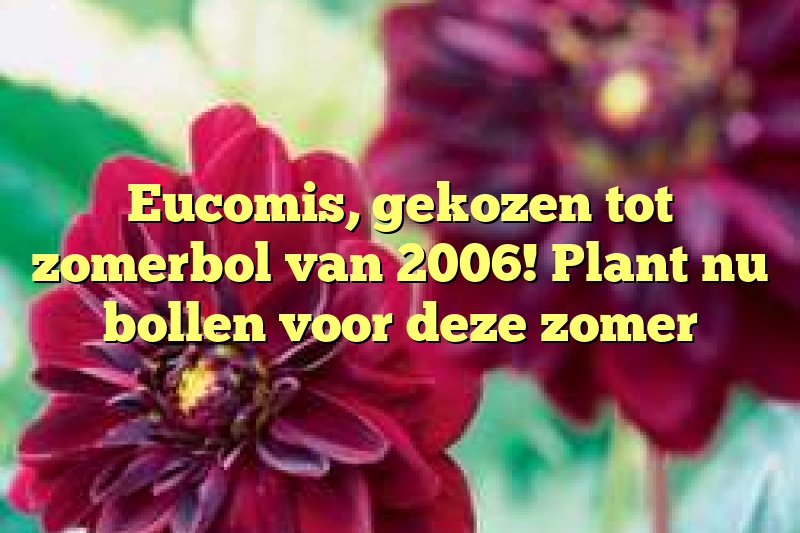 Eucomis, gekozen tot zomerbol van 2006!  Plant nu bollen voor deze zomer