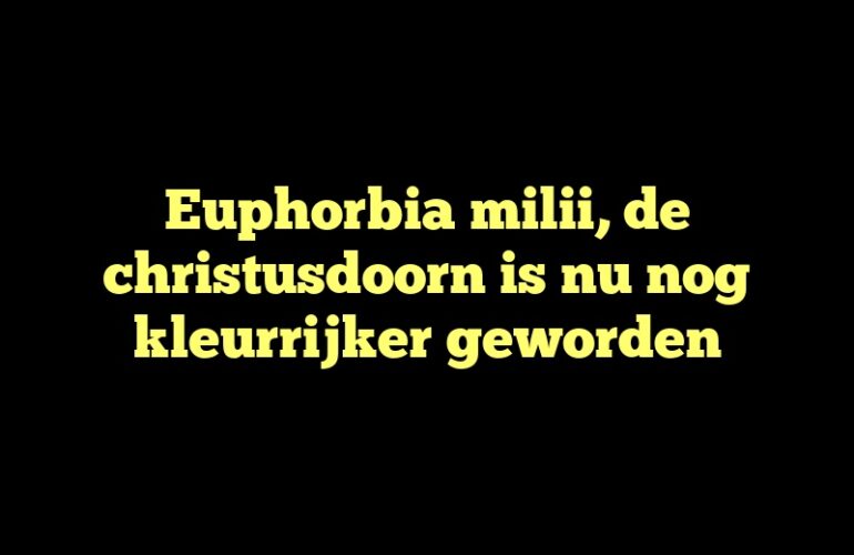 Euphorbia milii, de christusdoorn is nu nog kleurrijker geworden