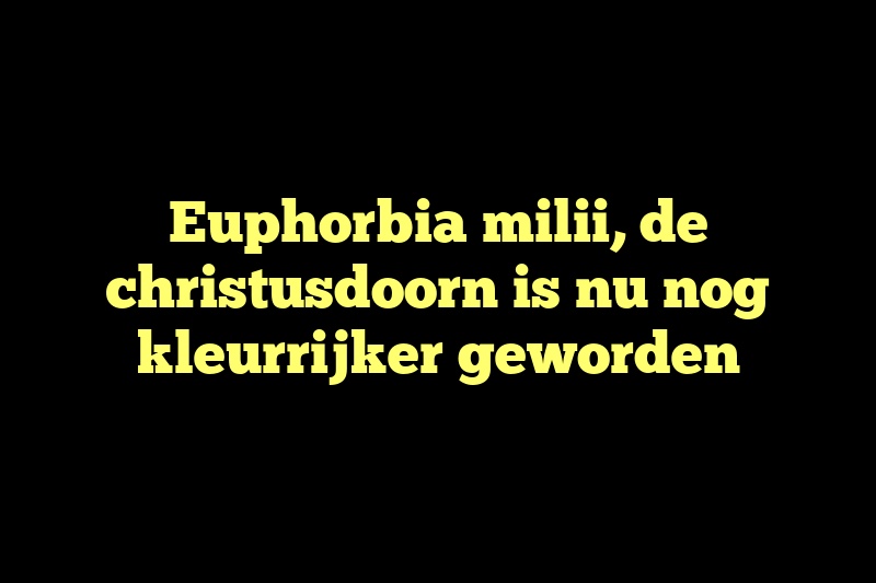 Euphorbia milii, de christusdoorn is nu nog kleurrijker geworden