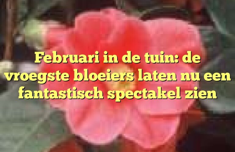 Februari in de tuin: de vroegste bloeiers laten nu een fantastisch spectakel zien