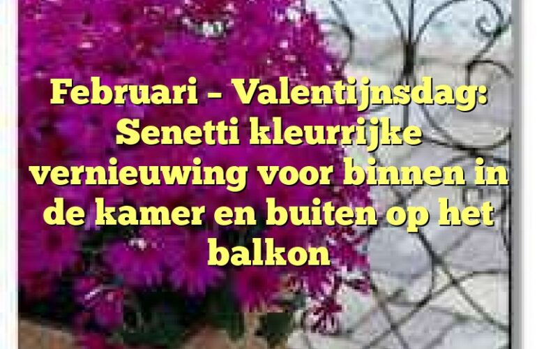 Februari – Valentijnsdag: Senetti kleurrijke vernieuwing voor binnen in de kamer en buiten op het balkon