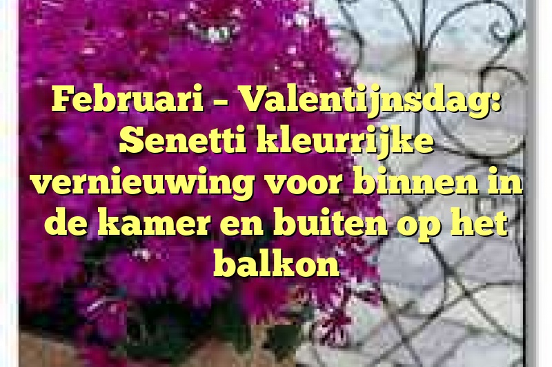 Februari – Valentijnsdag: Senetti kleurrijke vernieuwing voor binnen in de kamer en buiten op het balkon