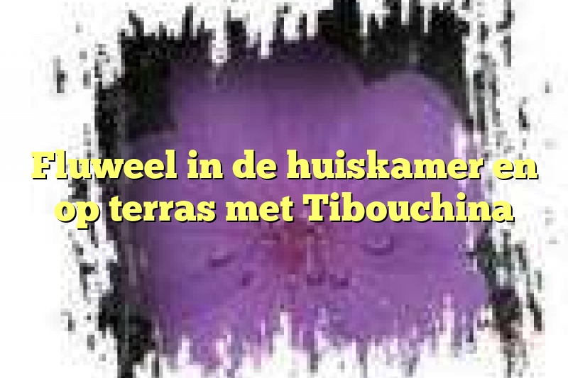 Fluweel in de huiskamer en op terras met Tibouchina