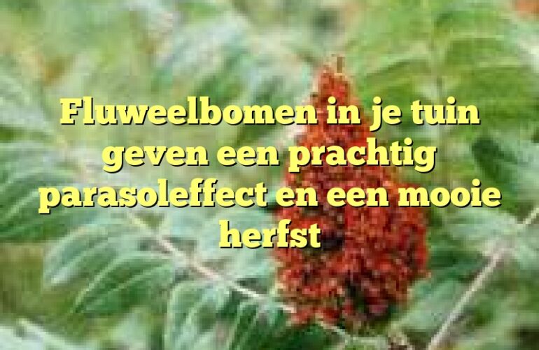 Fluweelbomen in je tuin geven een prachtig parasoleffect en een mooie herfst