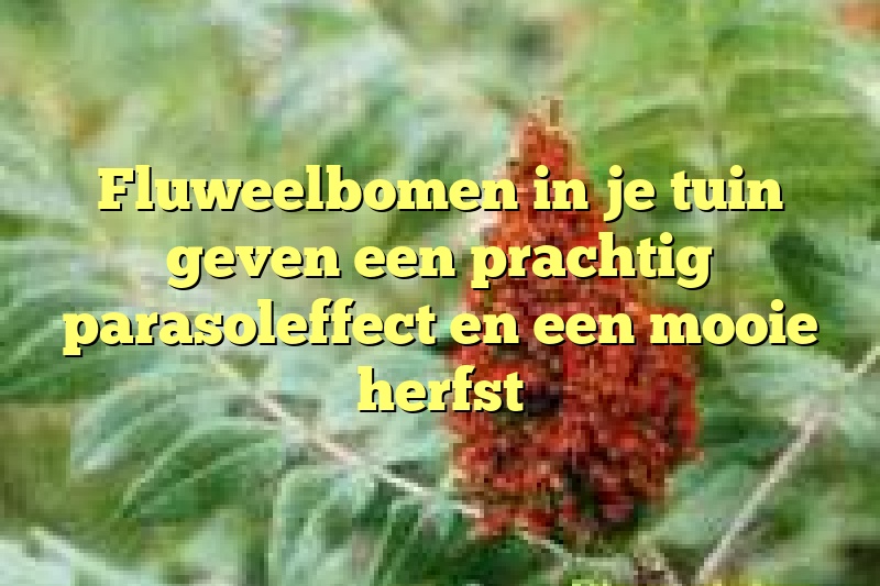 Fluweelbomen in je tuin geven een prachtig parasoleffect en een mooie herfst