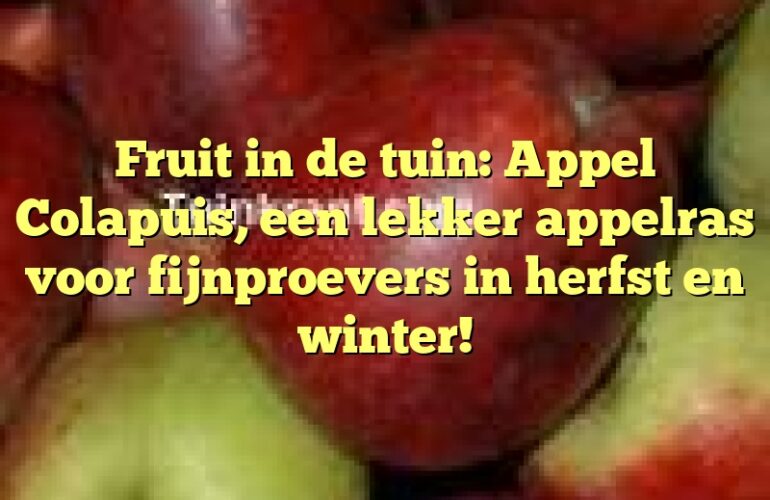 Fruit in de tuin: Appel Colapuis, een lekker appelras voor fijnproevers in herfst en winter!