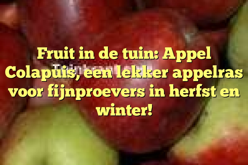 Fruit in de tuin: Appel Colapuis, een lekker appelras voor fijnproevers in herfst en winter!