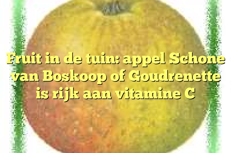 Fruit in de tuin: appel Schone van Boskoop of Goudrenette is rijk aan vitamine C