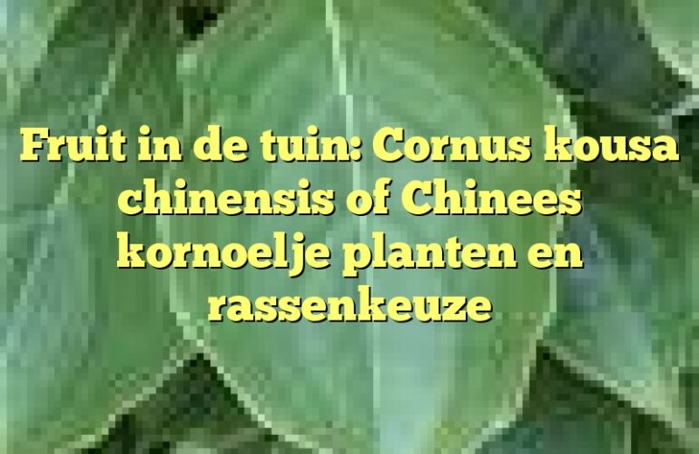 Fruit in de tuin: Cornus kousa chinensis of Chinees kornoelje planten en rassenkeuze