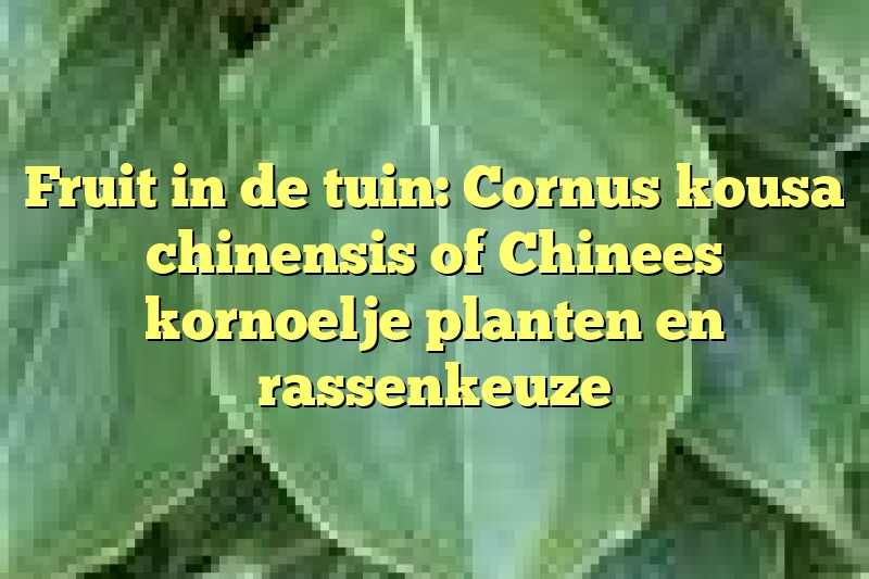 Fruit in de tuin: Cornus kousa chinensis of Chinees kornoelje planten en rassenkeuze