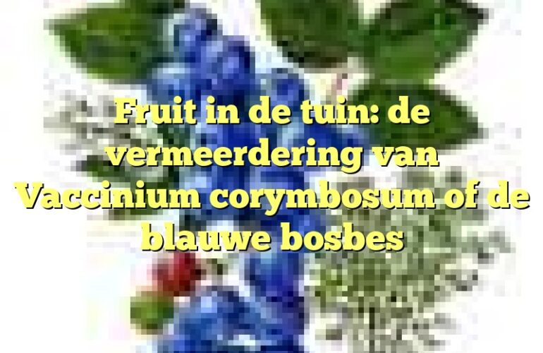 Fruit in de tuin: de vermeerdering van Vaccinium corymbosum of de blauwe bosbes