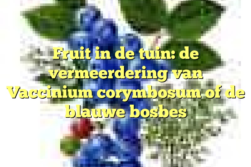 Fruit in de tuin: de vermeerdering van Vaccinium corymbosum of de blauwe bosbes