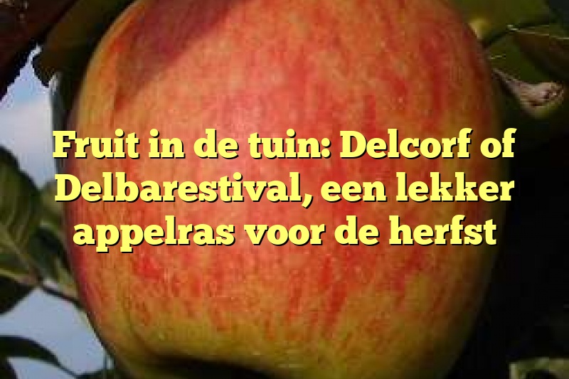 Fruit in de tuin: Delcorf of Delbarestival, een lekker appelras voor de herfst