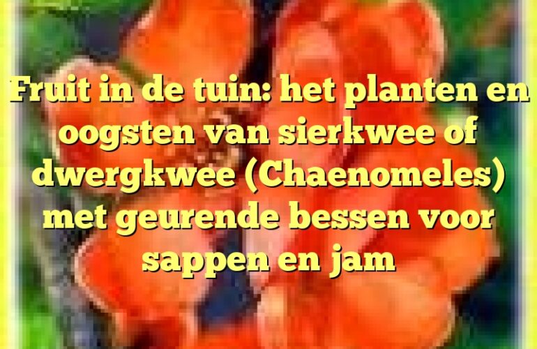 Fruit in de tuin: het planten en oogsten van sierkwee of dwergkwee (Chaenomeles) met geurende bessen voor sappen en jam