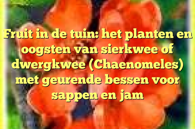 Fruit in de tuin: het planten en oogsten van sierkwee of dwergkwee (Chaenomeles) met geurende bessen voor sappen en jam