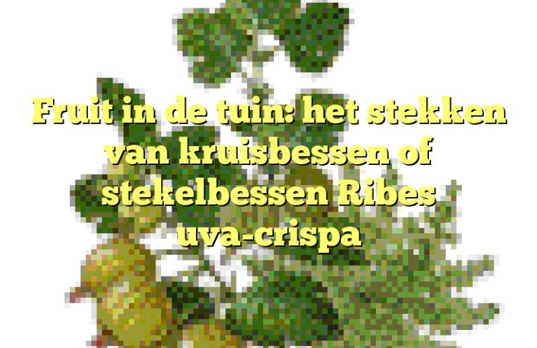 Fruit in de tuin: het stekken van kruisbessen of stekelbessen Ribes uva-crispa