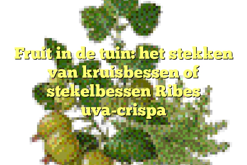 Fruit in de tuin: het stekken van kruisbessen of stekelbessen Ribes uva-crispa