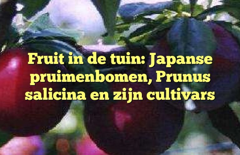 Fruit in de tuin: Japanse pruimenbomen, Prunus salicina en zijn cultivars