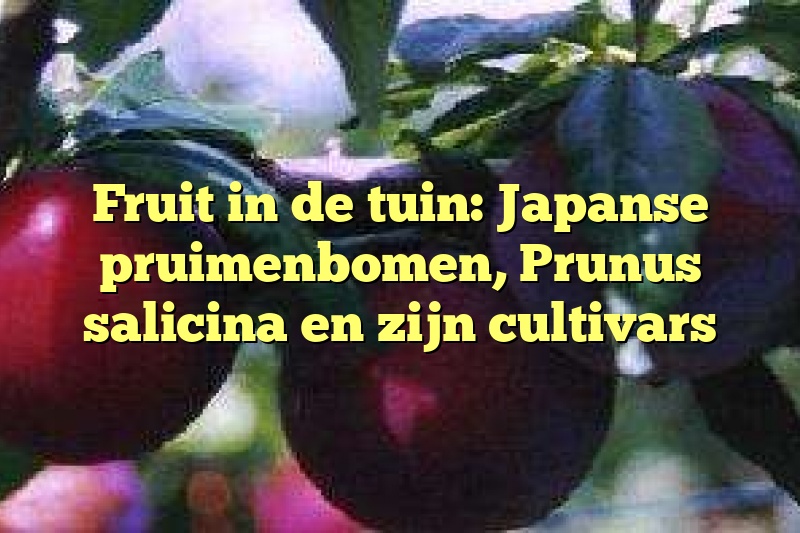 Fruit in de tuin: Japanse pruimenbomen, Prunus salicina en zijn cultivars