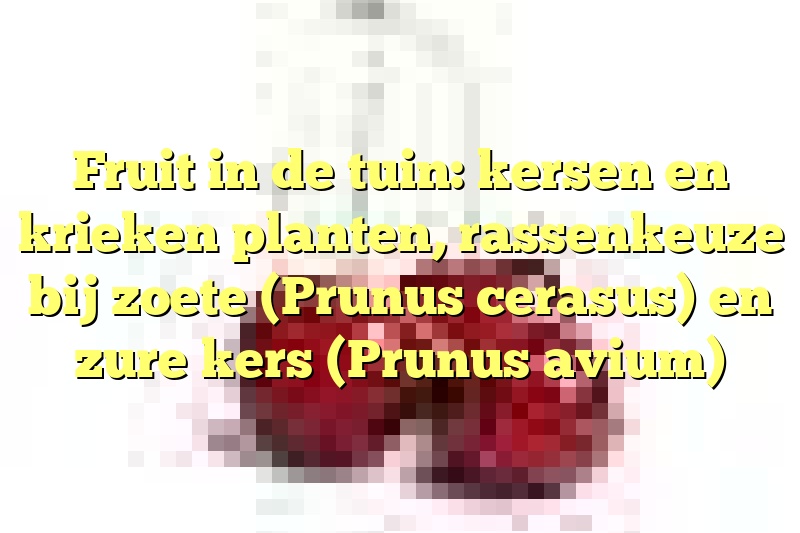 Fruit in de tuin: kersen en krieken planten, rassenkeuze bij zoete (Prunus cerasus) en zure kers (Prunus avium)