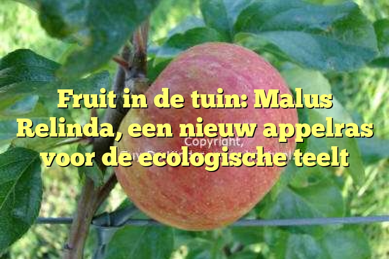 Fruit in de tuin: Malus Relinda, een nieuw appelras voor de ecologische teelt