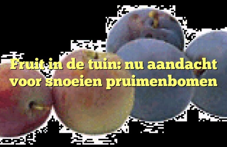 Fruit in de tuin: nu aandacht voor snoeien pruimenbomen