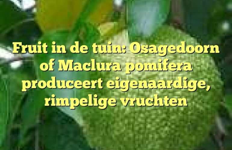 Fruit in de tuin: Osagedoorn of Maclura pomifera produceert eigenaardige, rimpelige vruchten