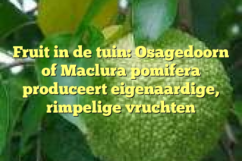 Fruit in de tuin: Osagedoorn of Maclura pomifera produceert eigenaardige, rimpelige vruchten