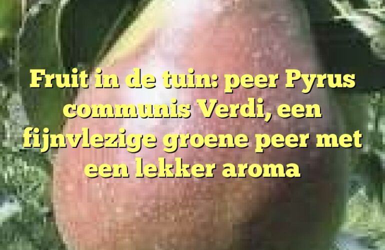 Fruit in de tuin: peer Pyrus communis Verdi, een fijnvlezige groene peer met een lekker aroma