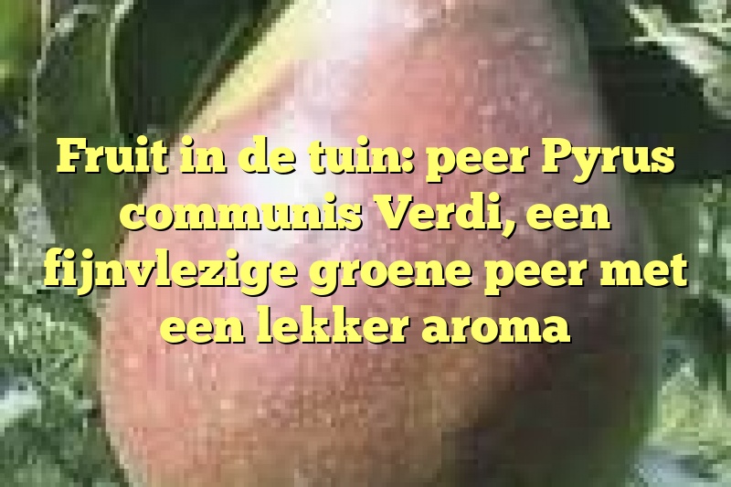 Fruit in de tuin: peer Pyrus communis Verdi, een fijnvlezige groene peer met een lekker aroma