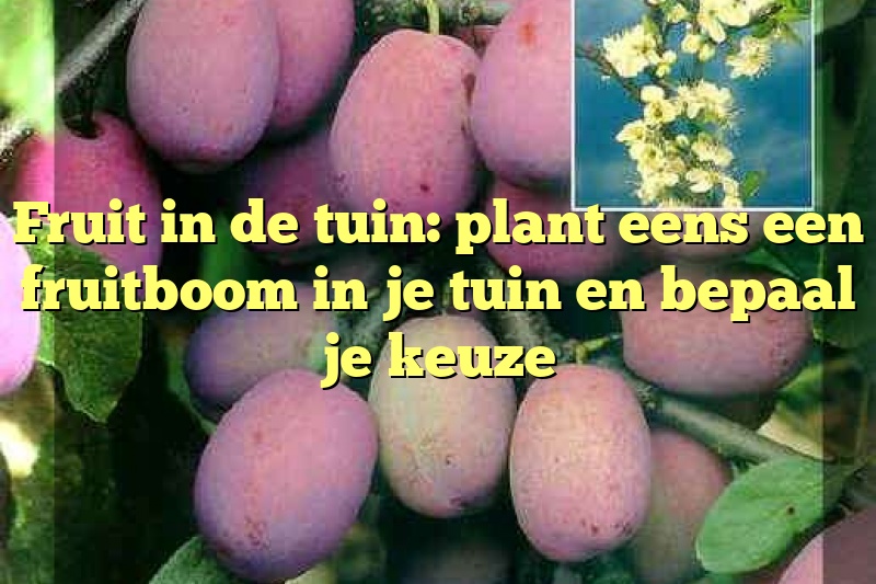 Fruit in de tuin: plant eens een fruitboom in je tuin en bepaal je keuze