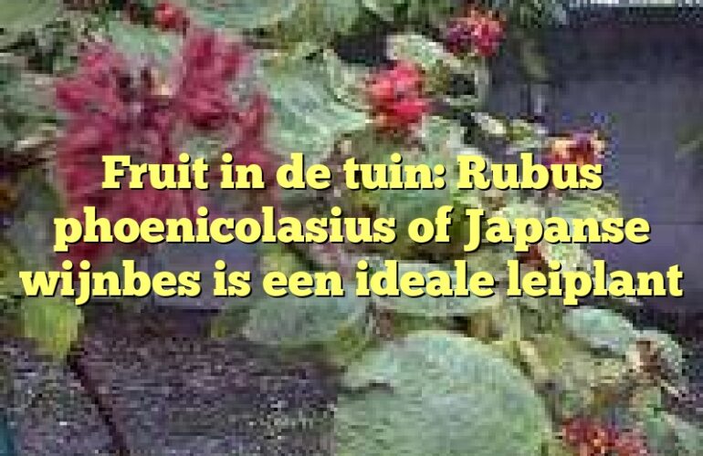 Fruit in de tuin: Rubus phoenicolasius of Japanse wijnbes is een ideale leiplant