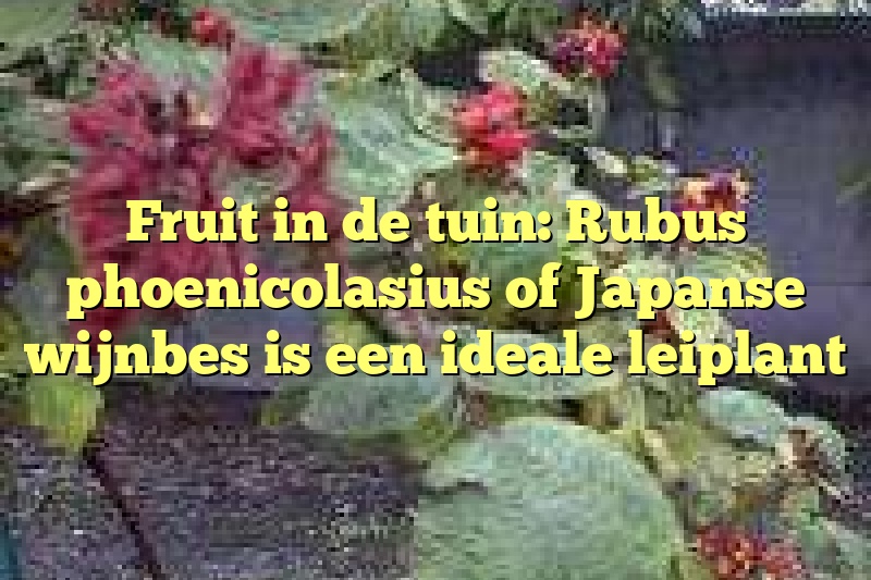 Fruit in de tuin: Rubus phoenicolasius of Japanse wijnbes is een ideale leiplant