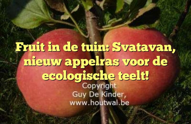 Fruit in de tuin: Svatavan, nieuw appelras voor de ecologische teelt!