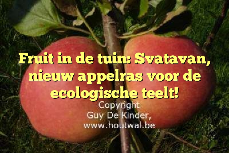 Fruit in de tuin: Svatavan, nieuw appelras voor de ecologische teelt!