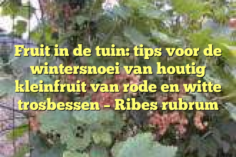 Fruit in de tuin: tips voor de wintersnoei van houtig kleinfruit van rode en witte trosbessen – Ribes rubrum